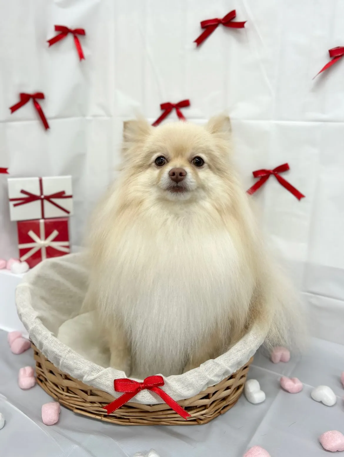 🧸おもちくん🎀