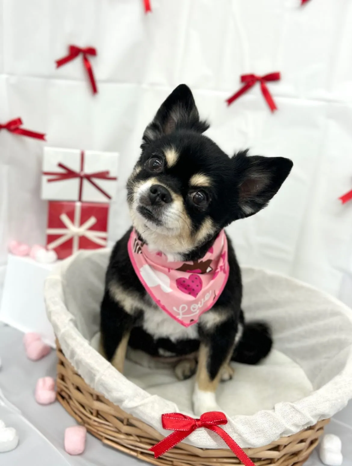 🧸はるゑちゃん🎀