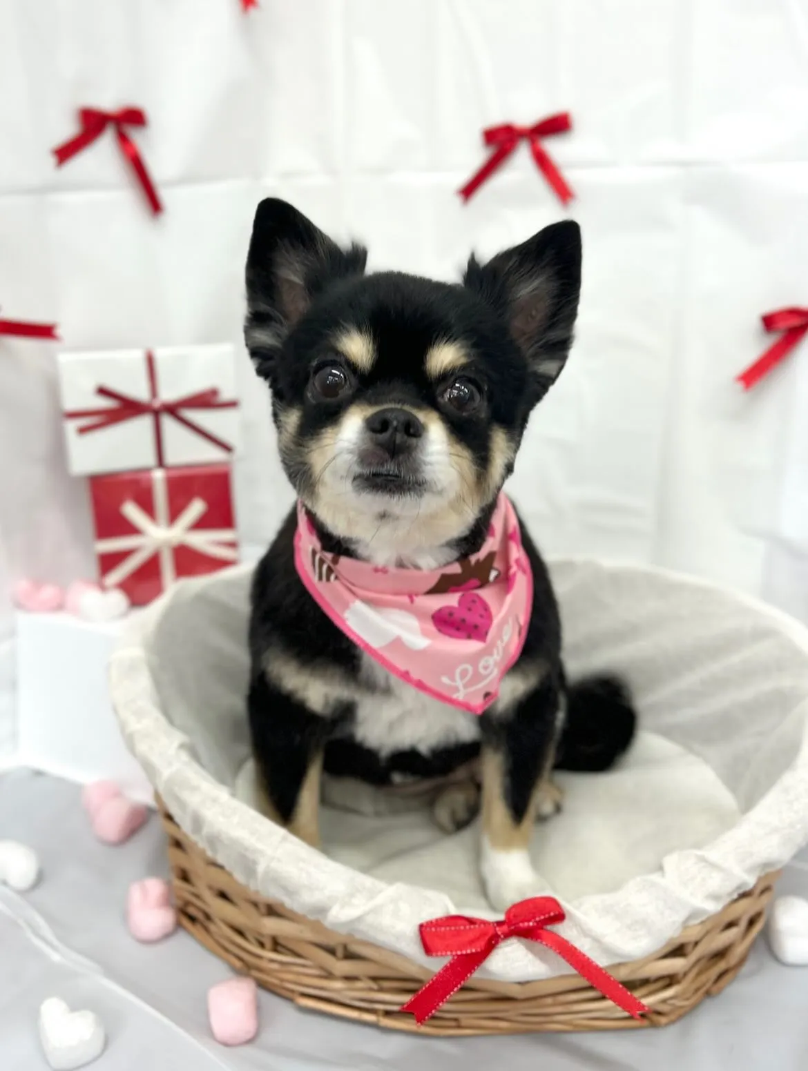 🧸はるゑちゃん🎀