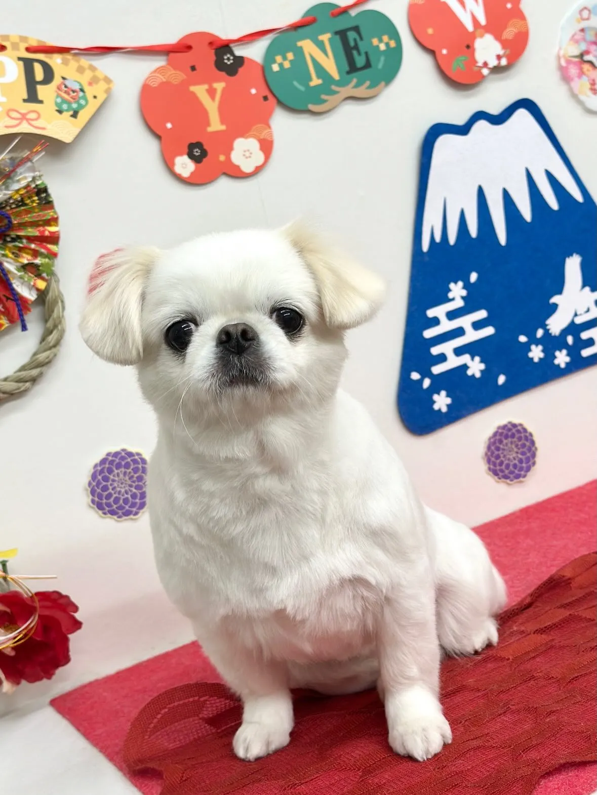 🎍めめちゃん🎍