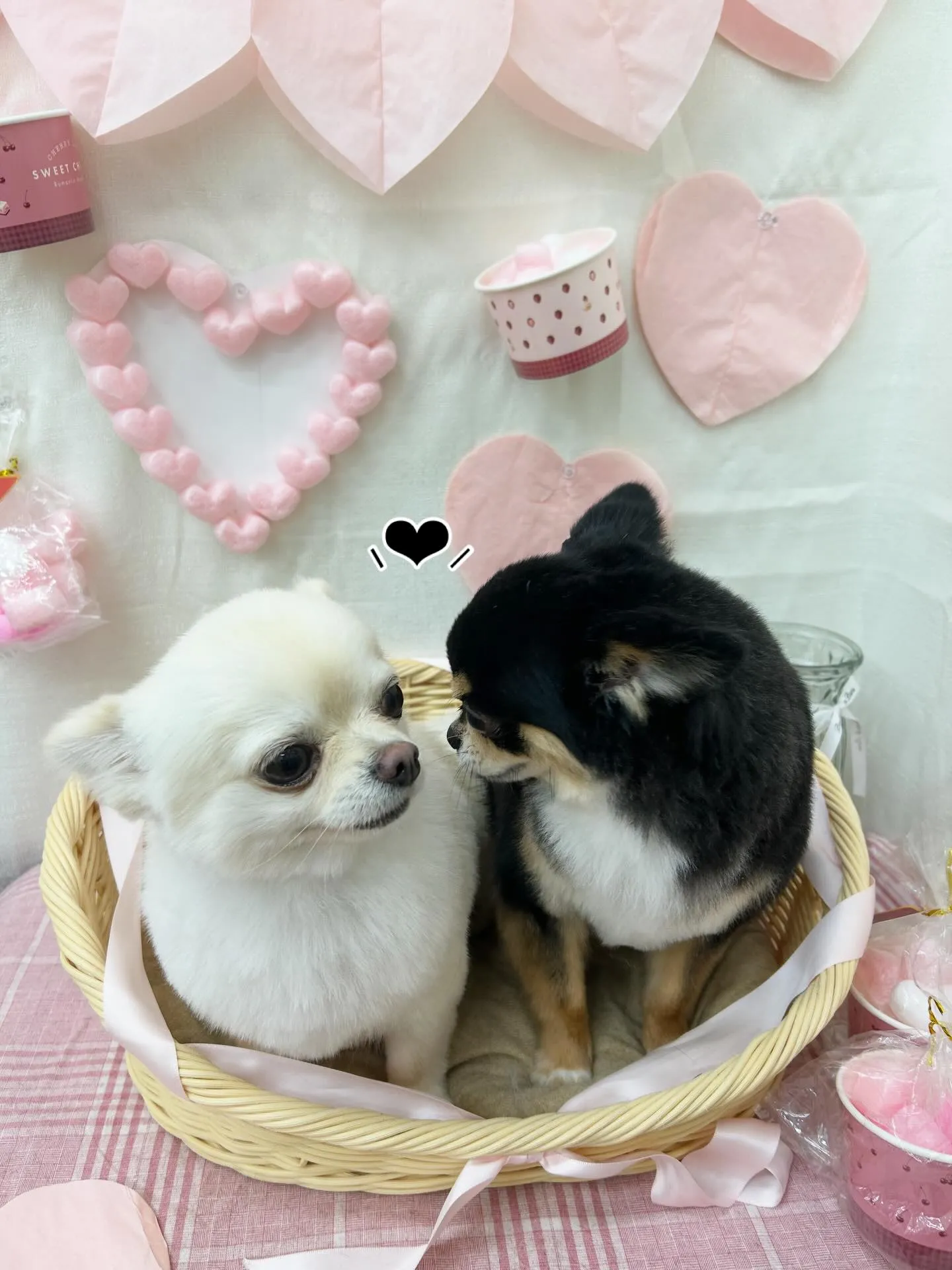 まるくんしろきちくん💗