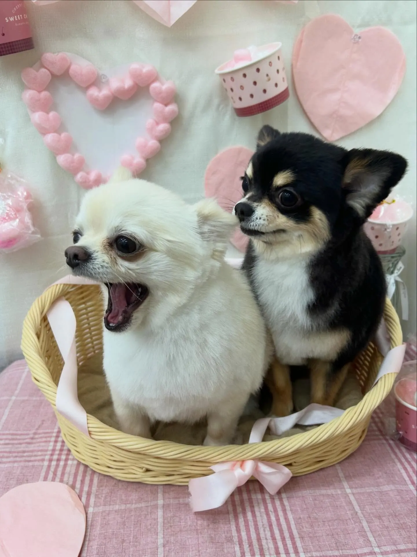 まるくんしろきちくん💗