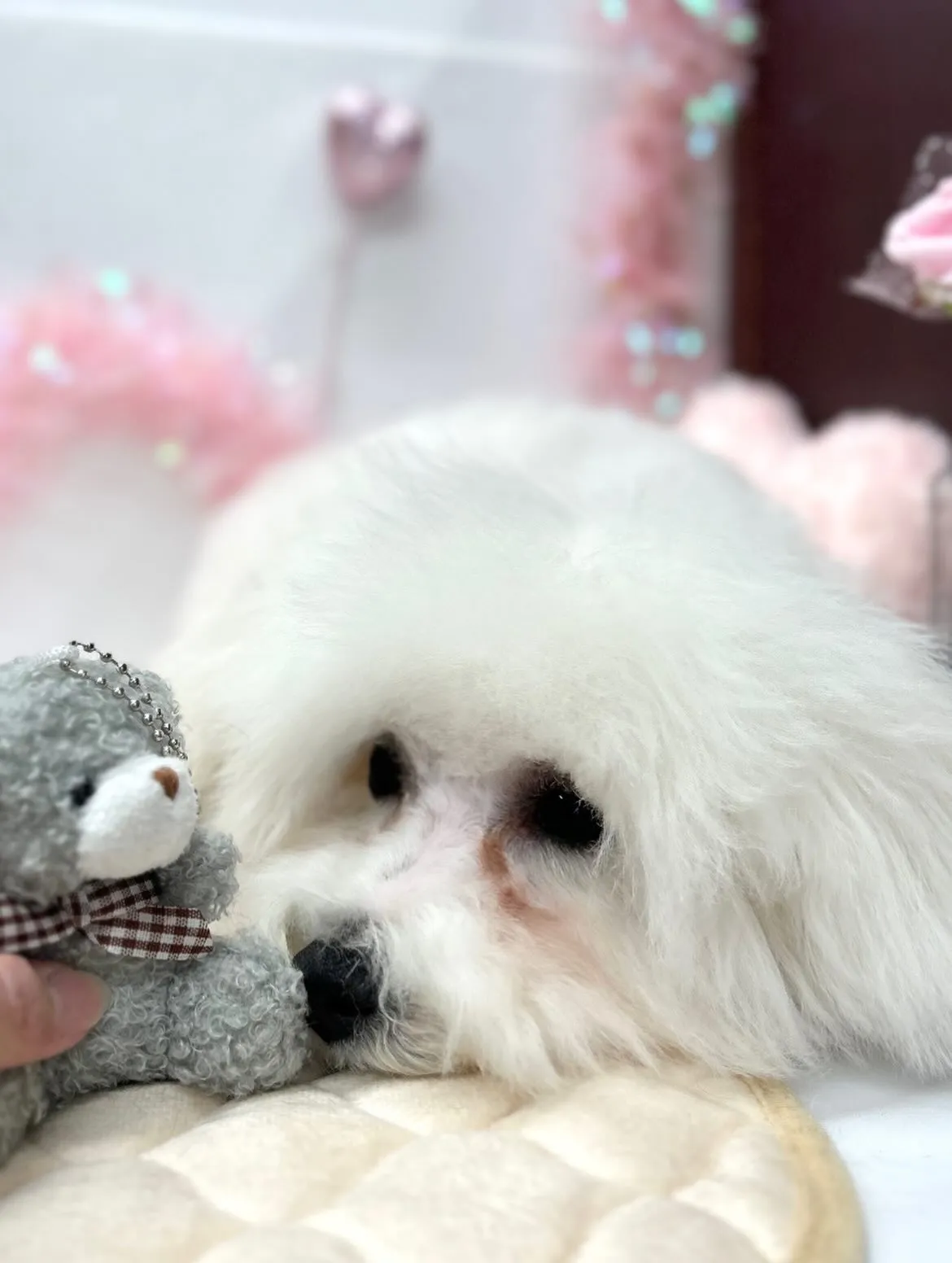 🧸パムくん🎀