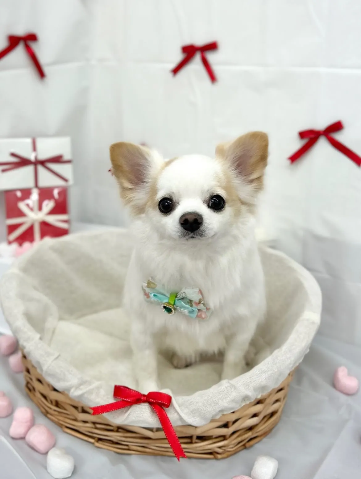 🧸まめちゃん🎀