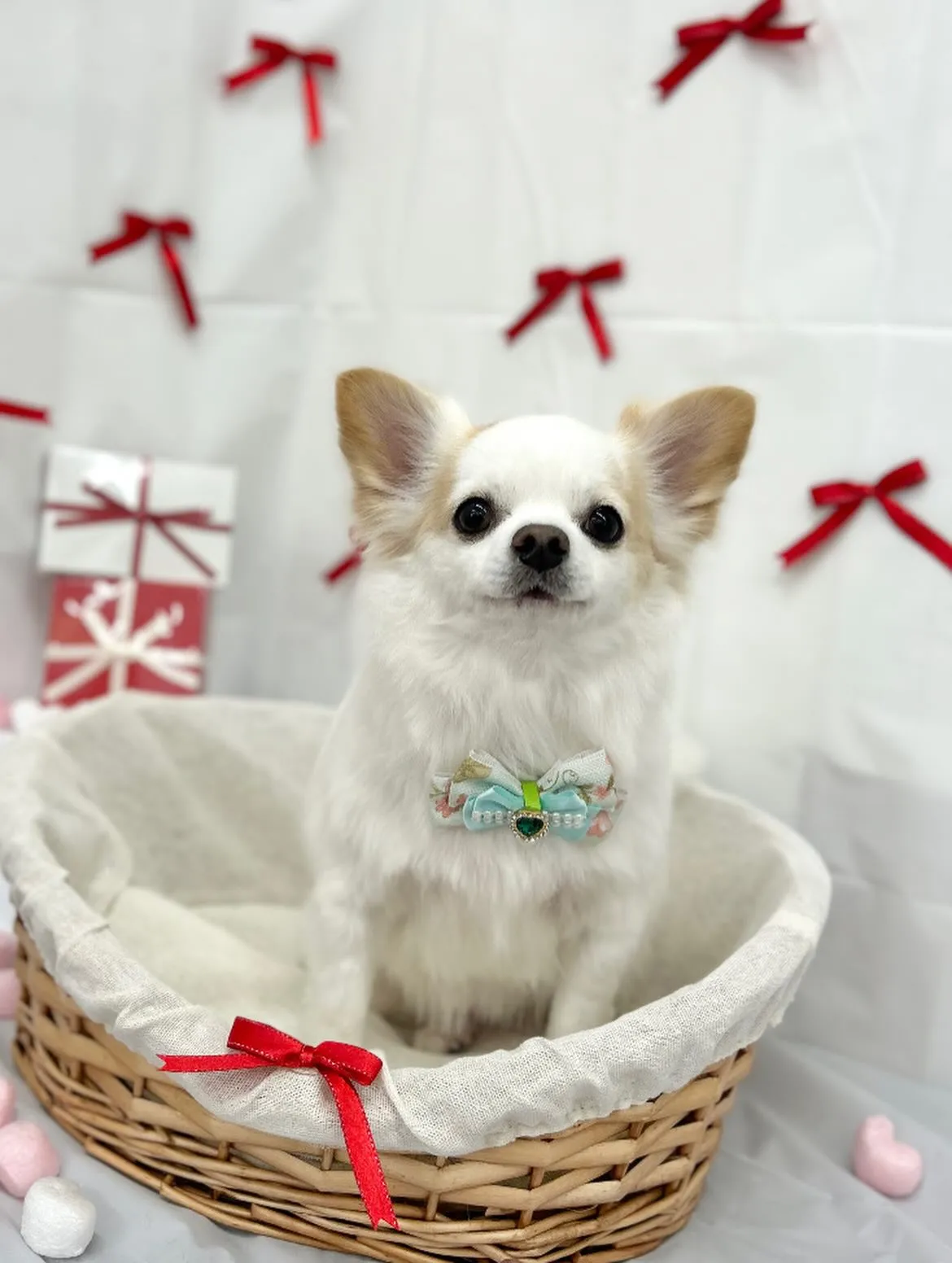 🧸まめちゃん🎀