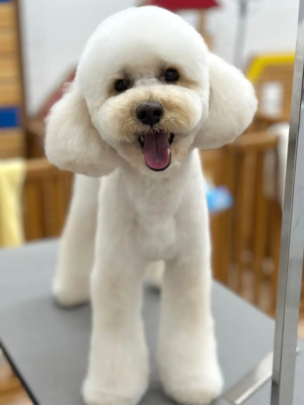 こはくくん🐻‍❄️🤍