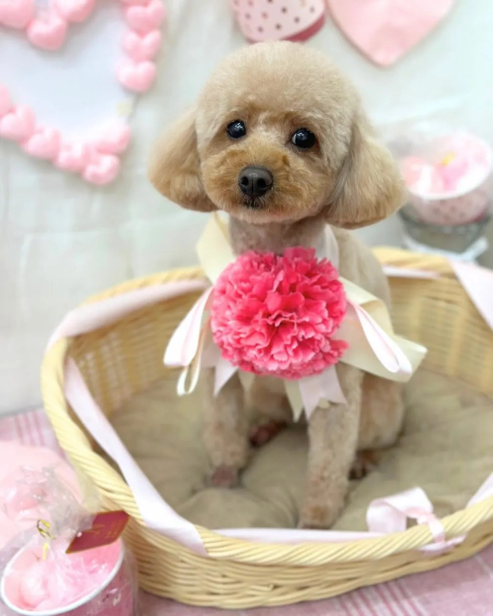 ロイくん🧸🤍