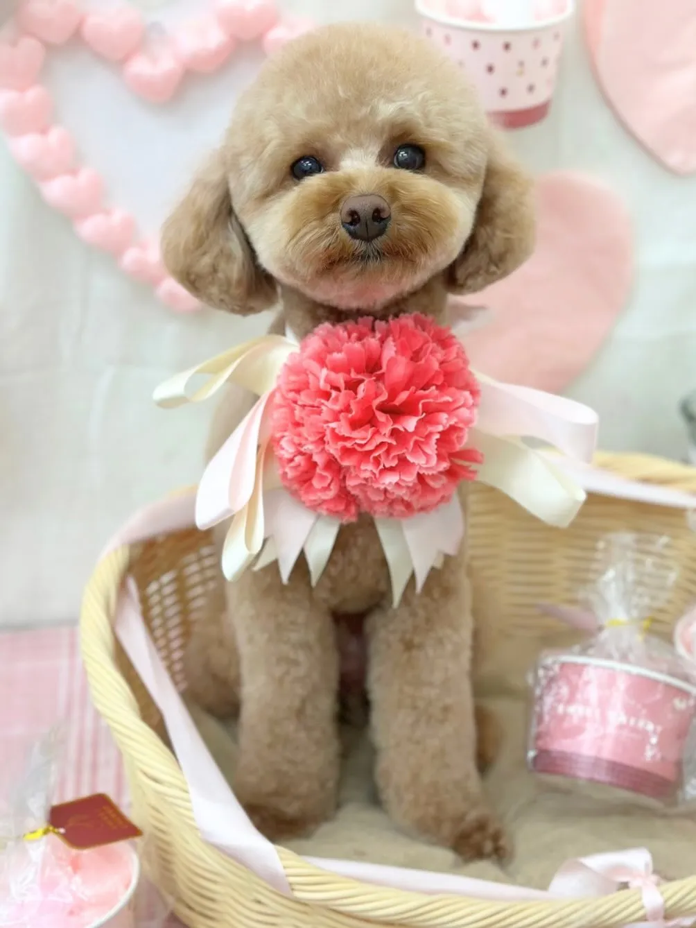 こたさん🧸🌼