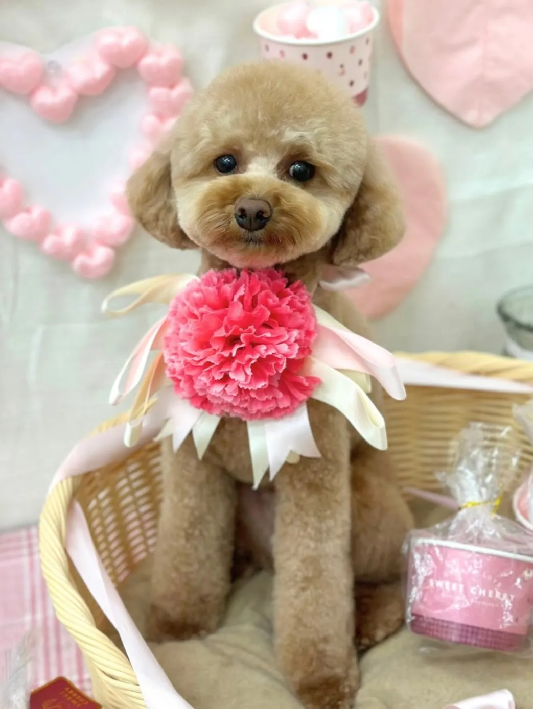 こたさん🧸🌼