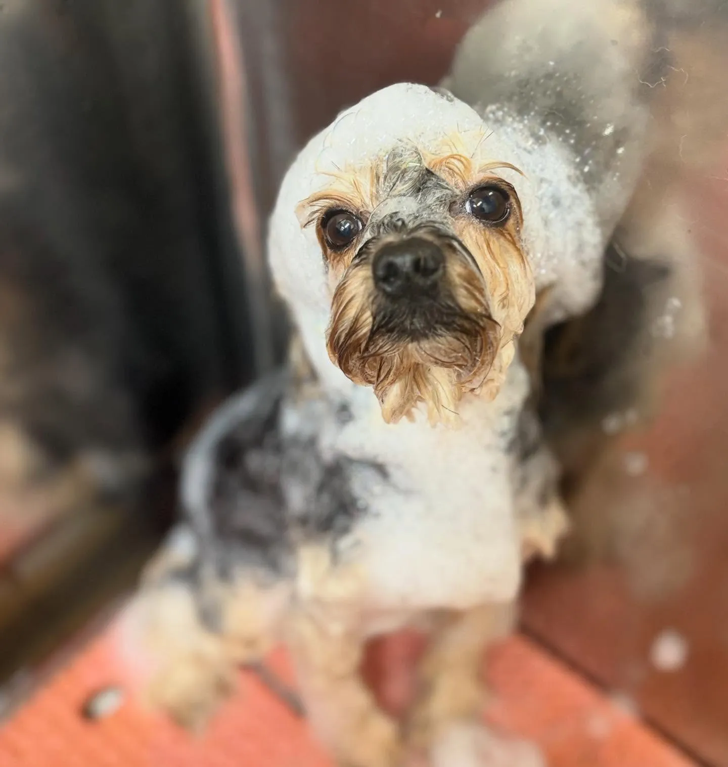 すみれちゃん💐