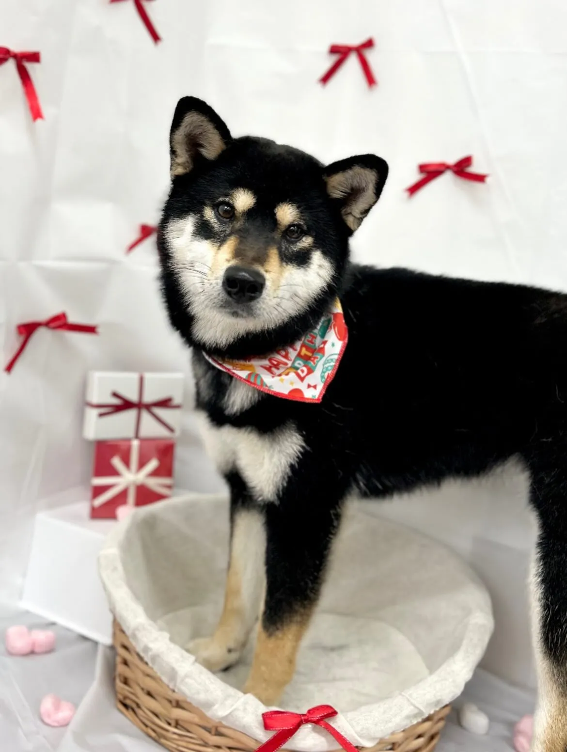 🧸ぶくちゃん🎀