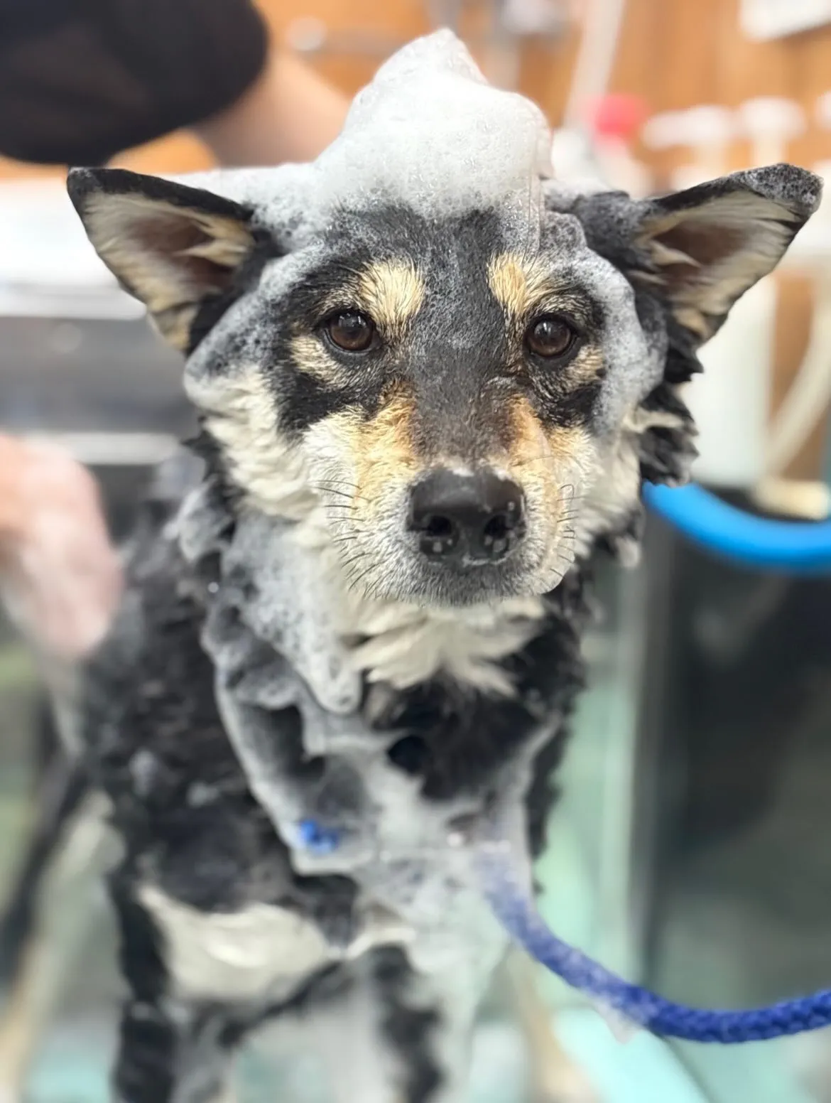 🧸ぶくちゃん🎀