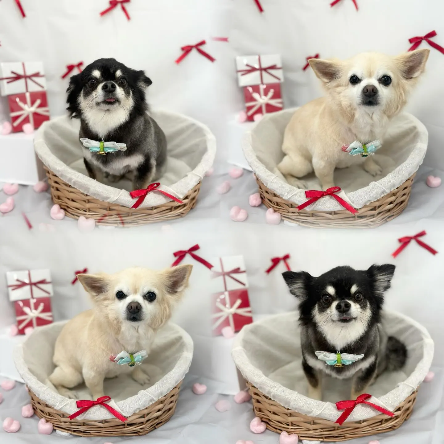 れい・はなちゃん🌷