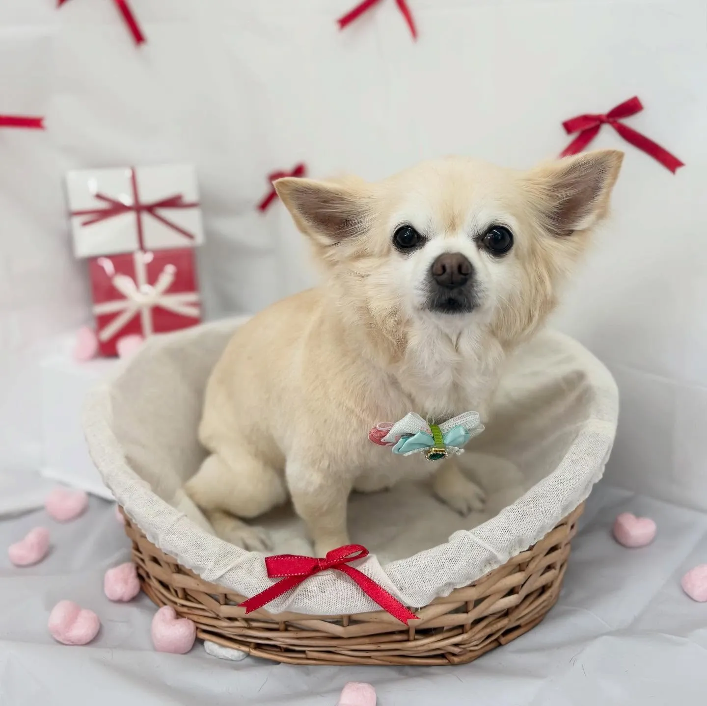 れい・はなちゃん🌷