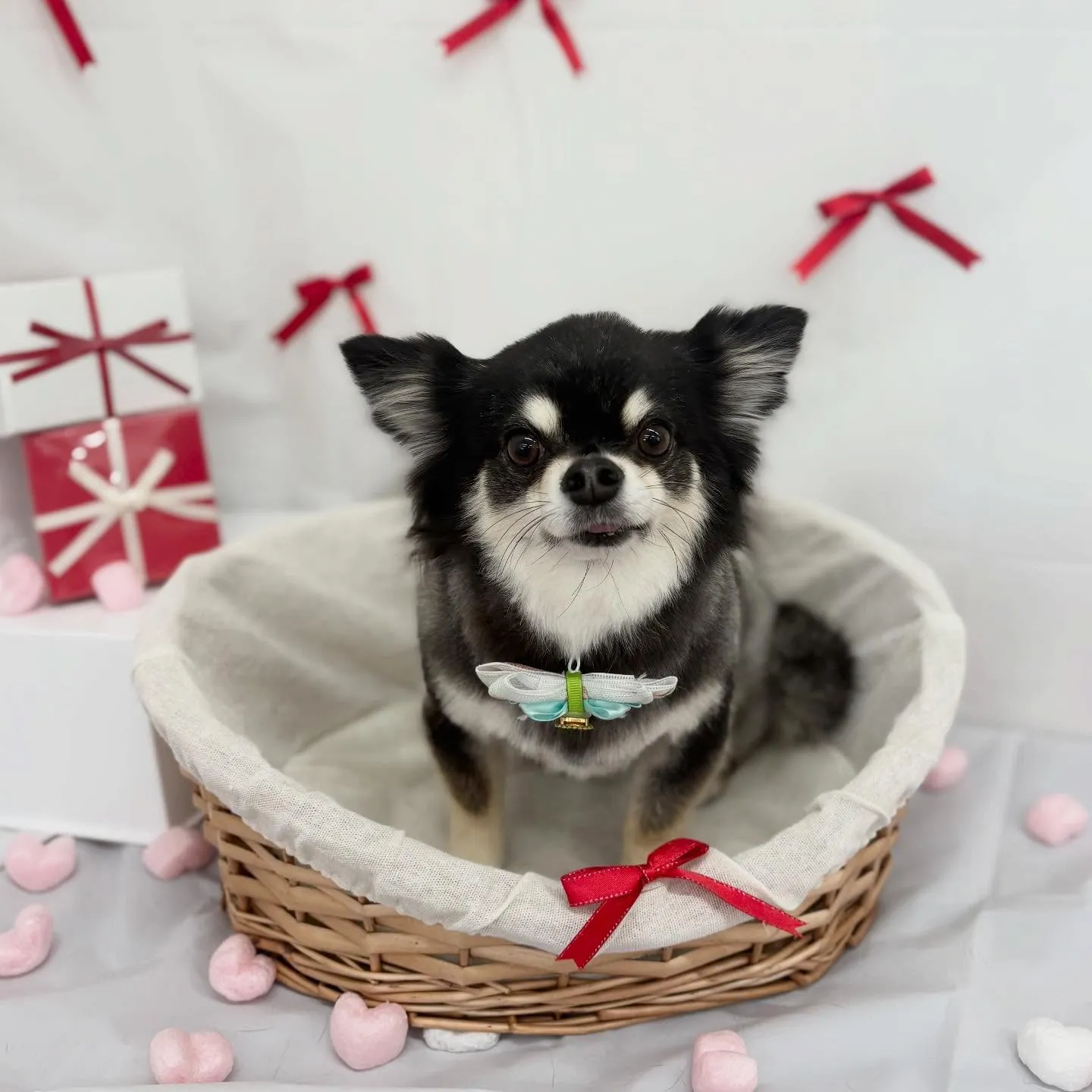 れい・はなちゃん🌷