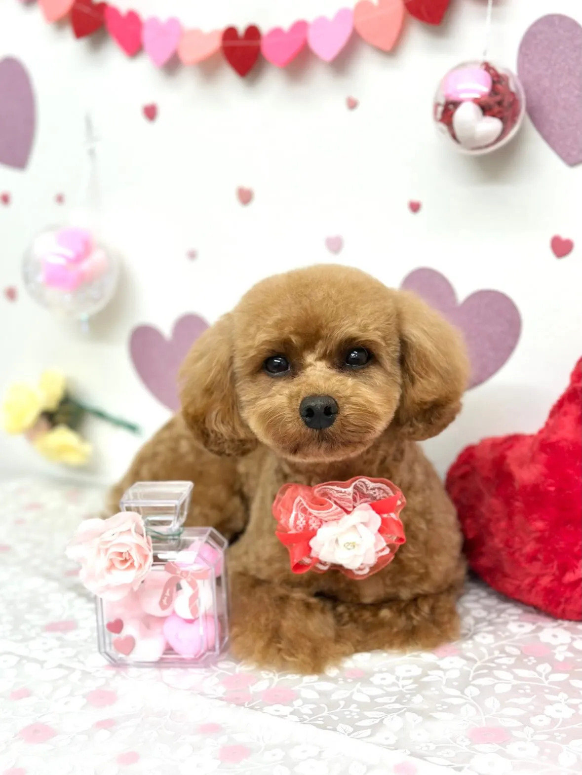 💜ぷうくん🐻