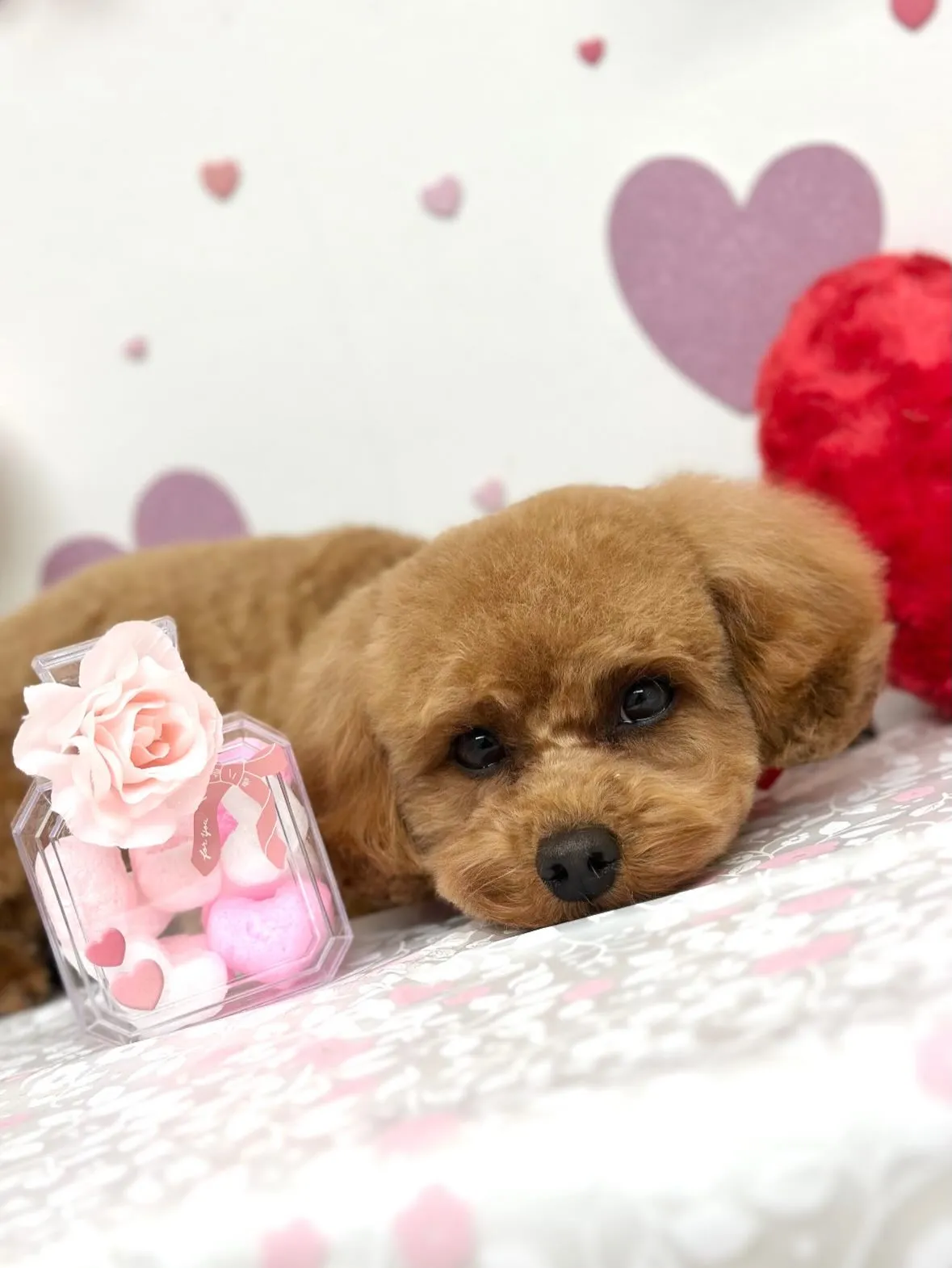 💜ぷうくん🐻