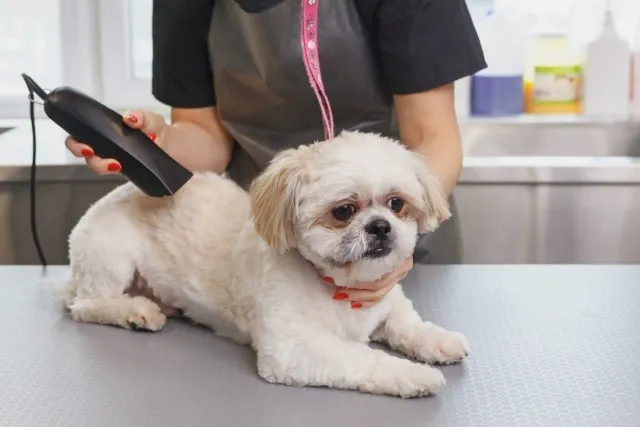 松阪市のトリミング前後のケアポイント