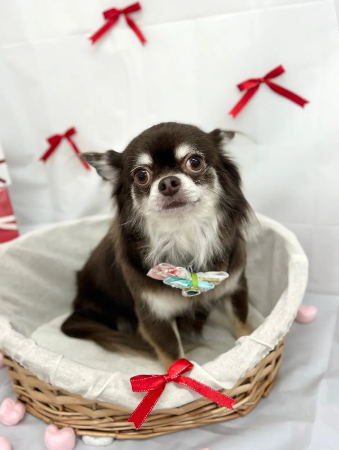 🧸メルちゃん🎀