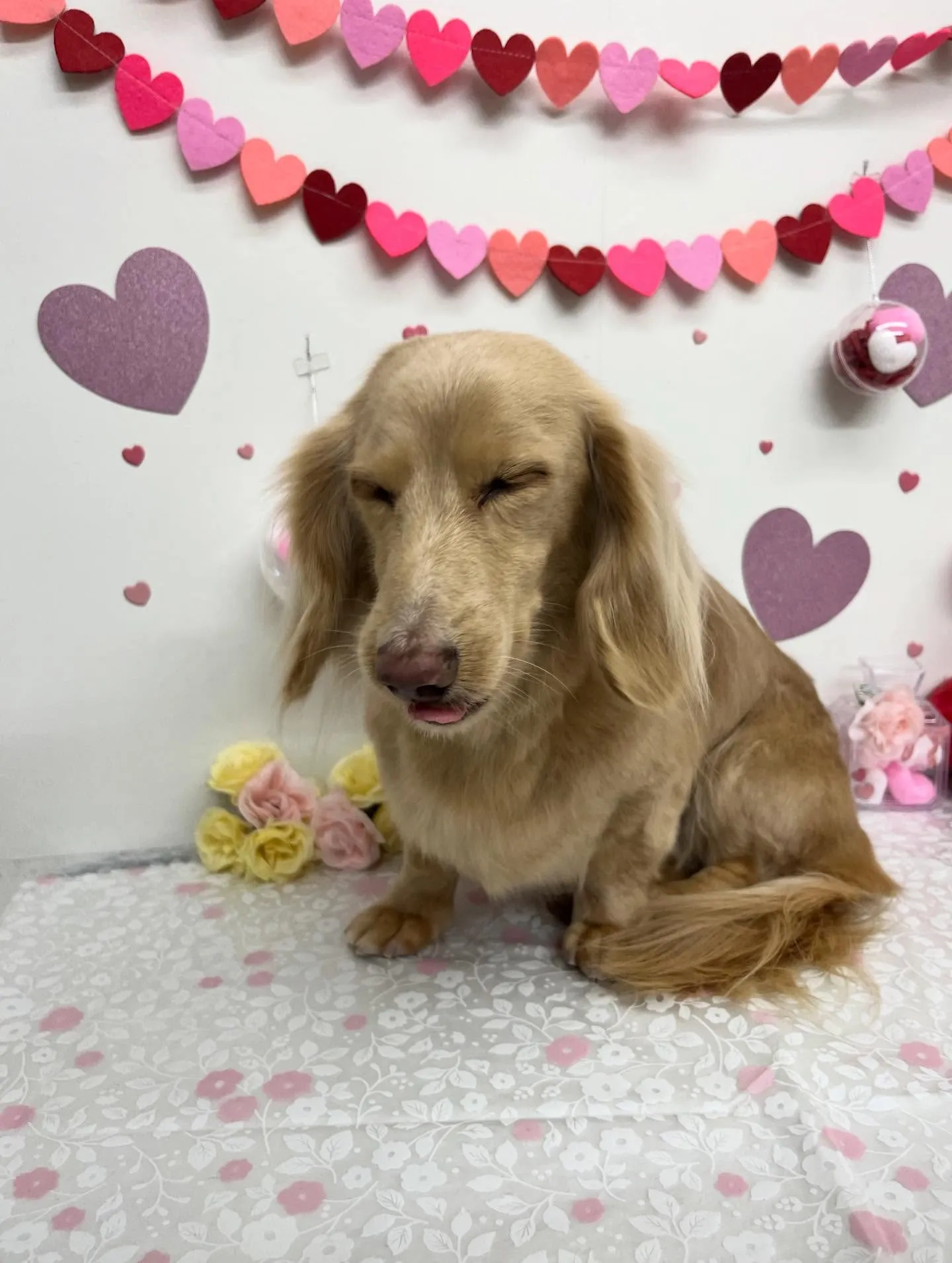 きなこちゃん︎💕︎︎