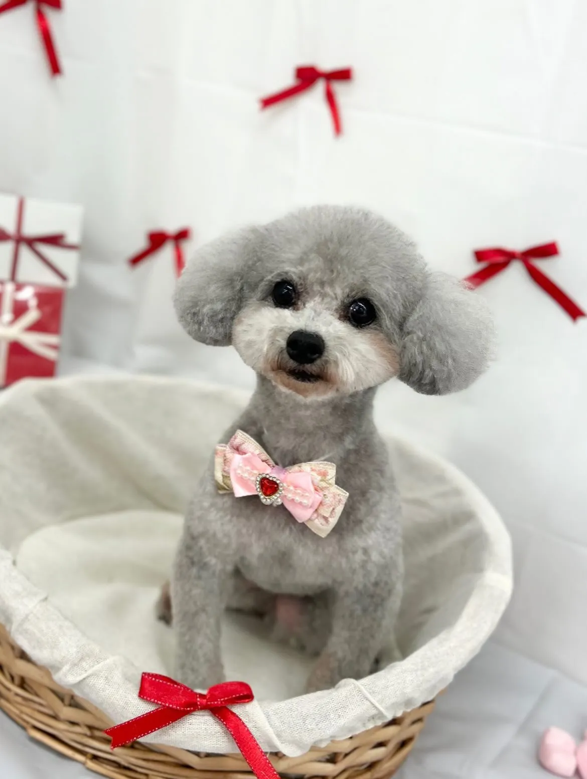 🧸もこちゃん🎀