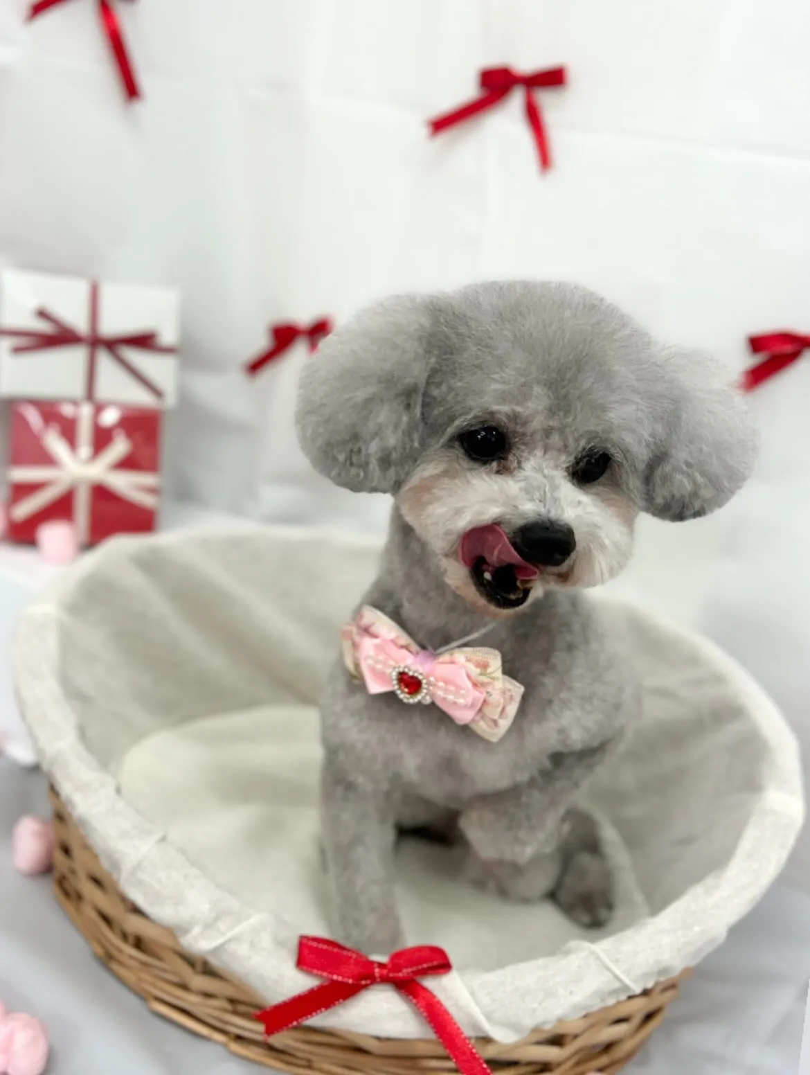 🧸もこちゃん🎀