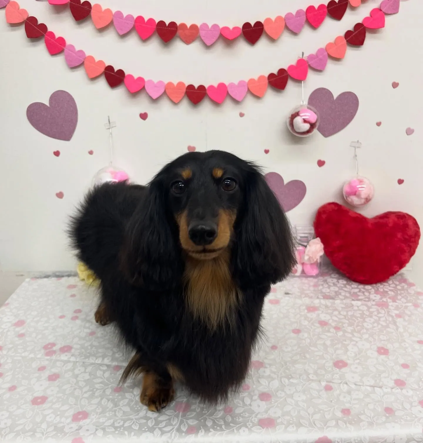 ベルクくん︎💕︎︎