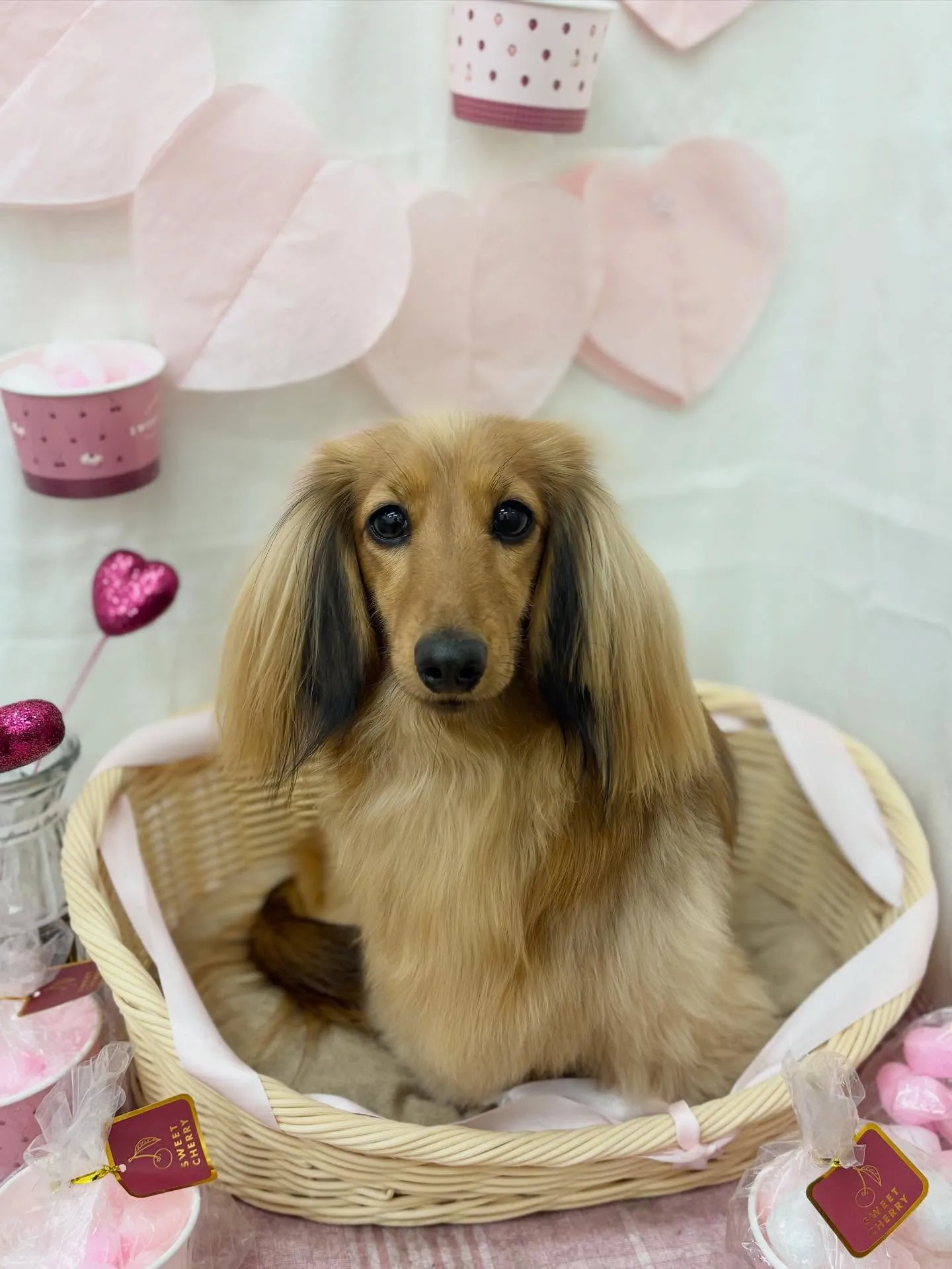 ルンルンちゃん🌷