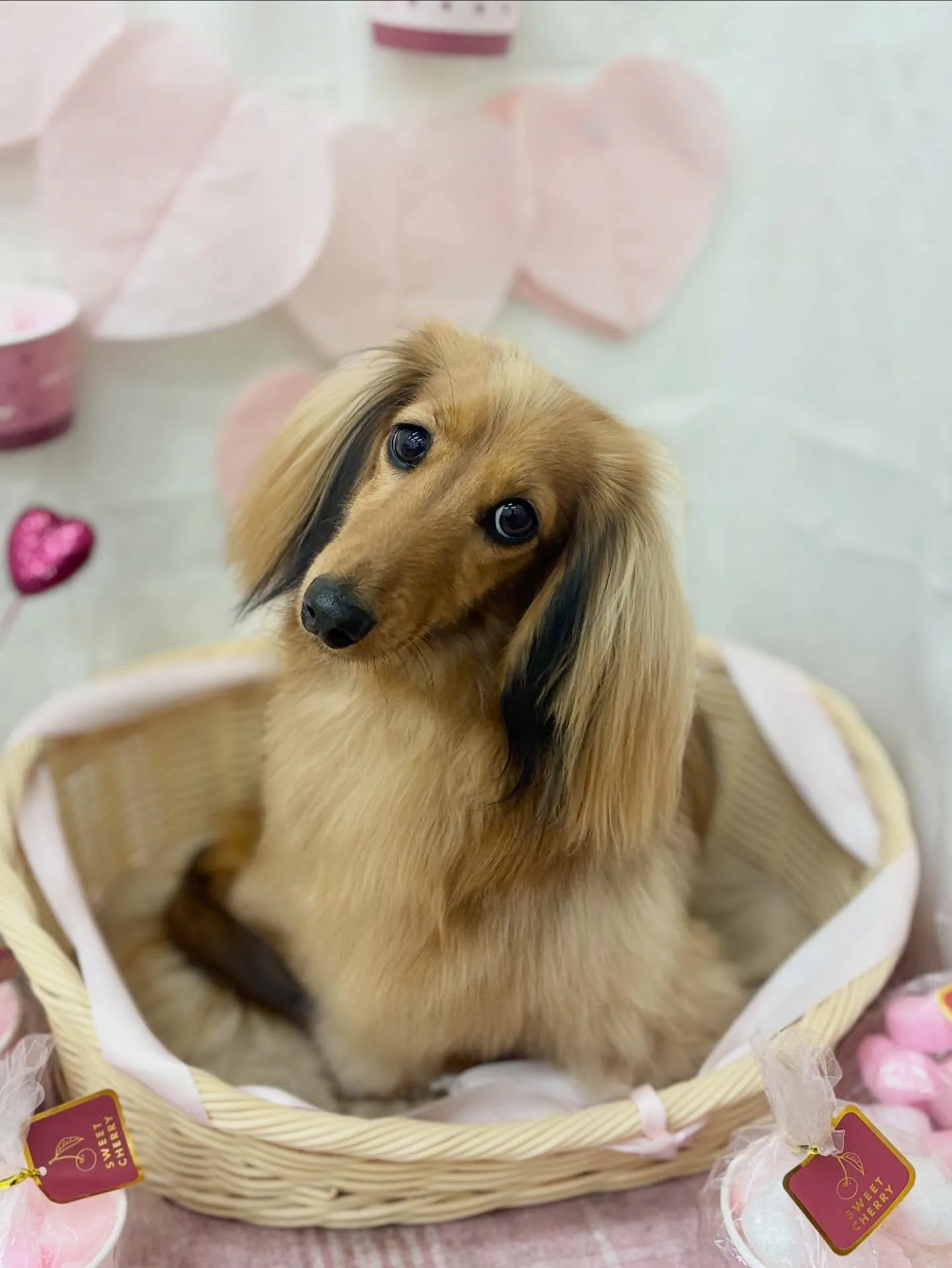 ルンルンちゃん🌷