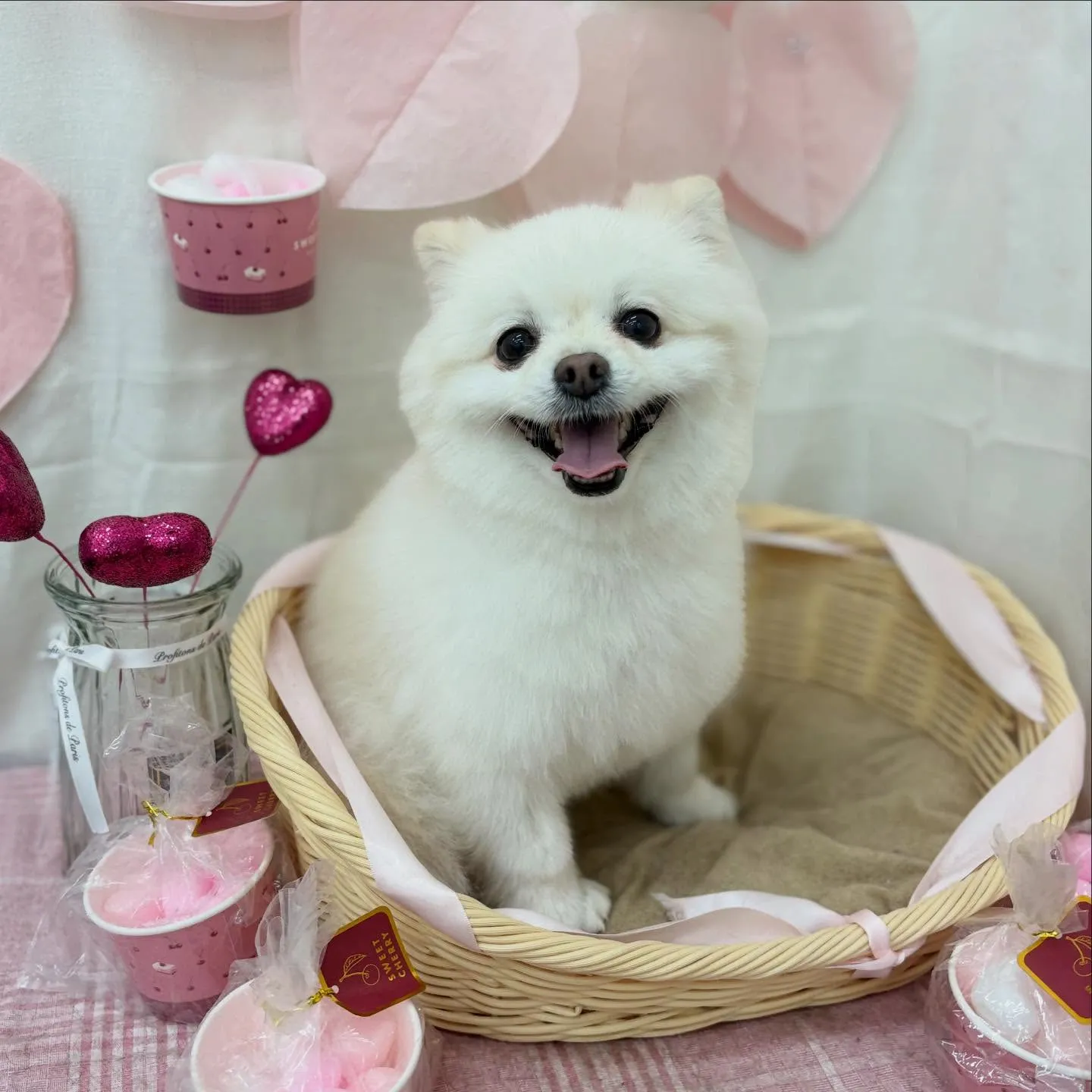 きなこちゃん🧁