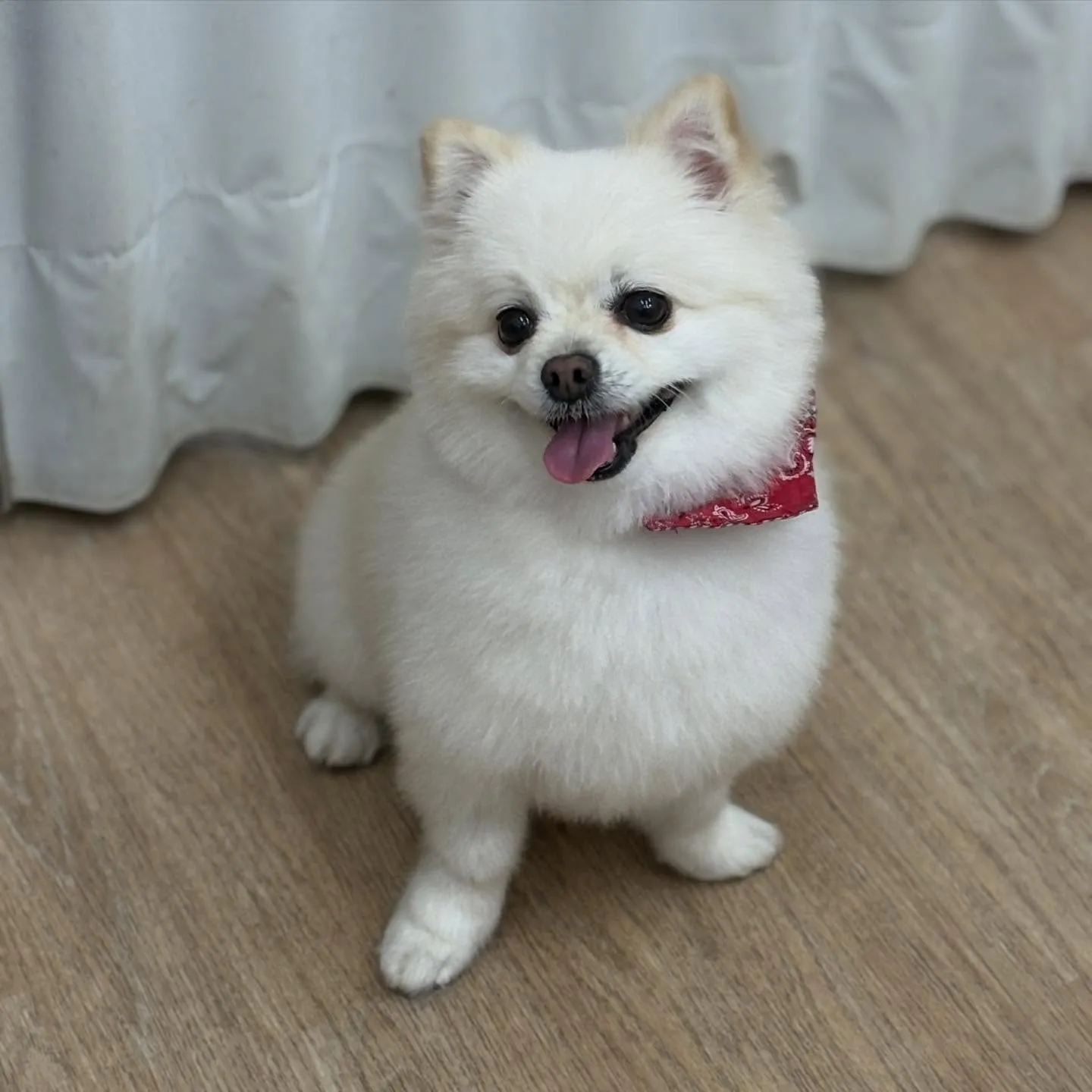 きなこちゃん🧁