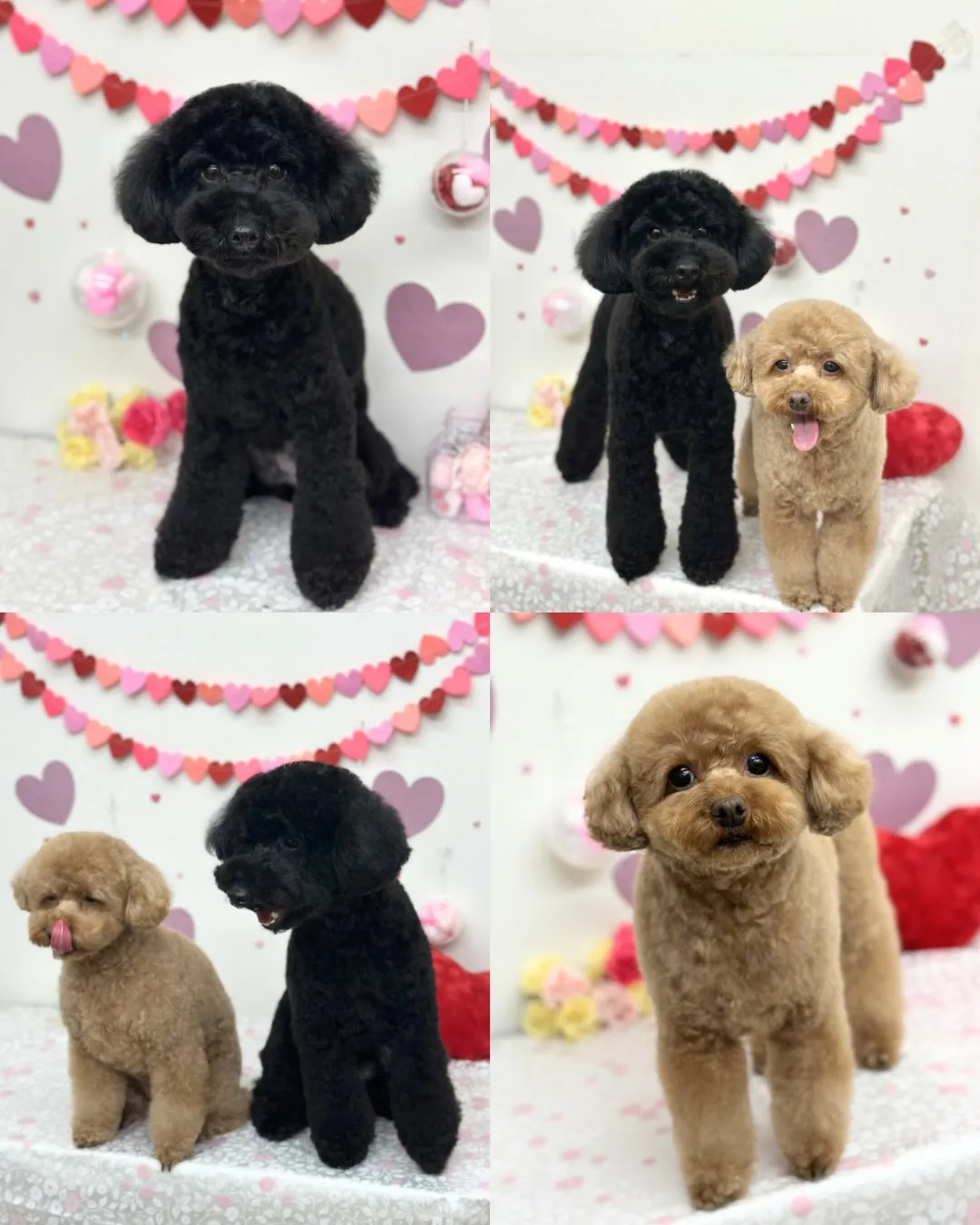 🎀ここちゃん･なぎくん💜