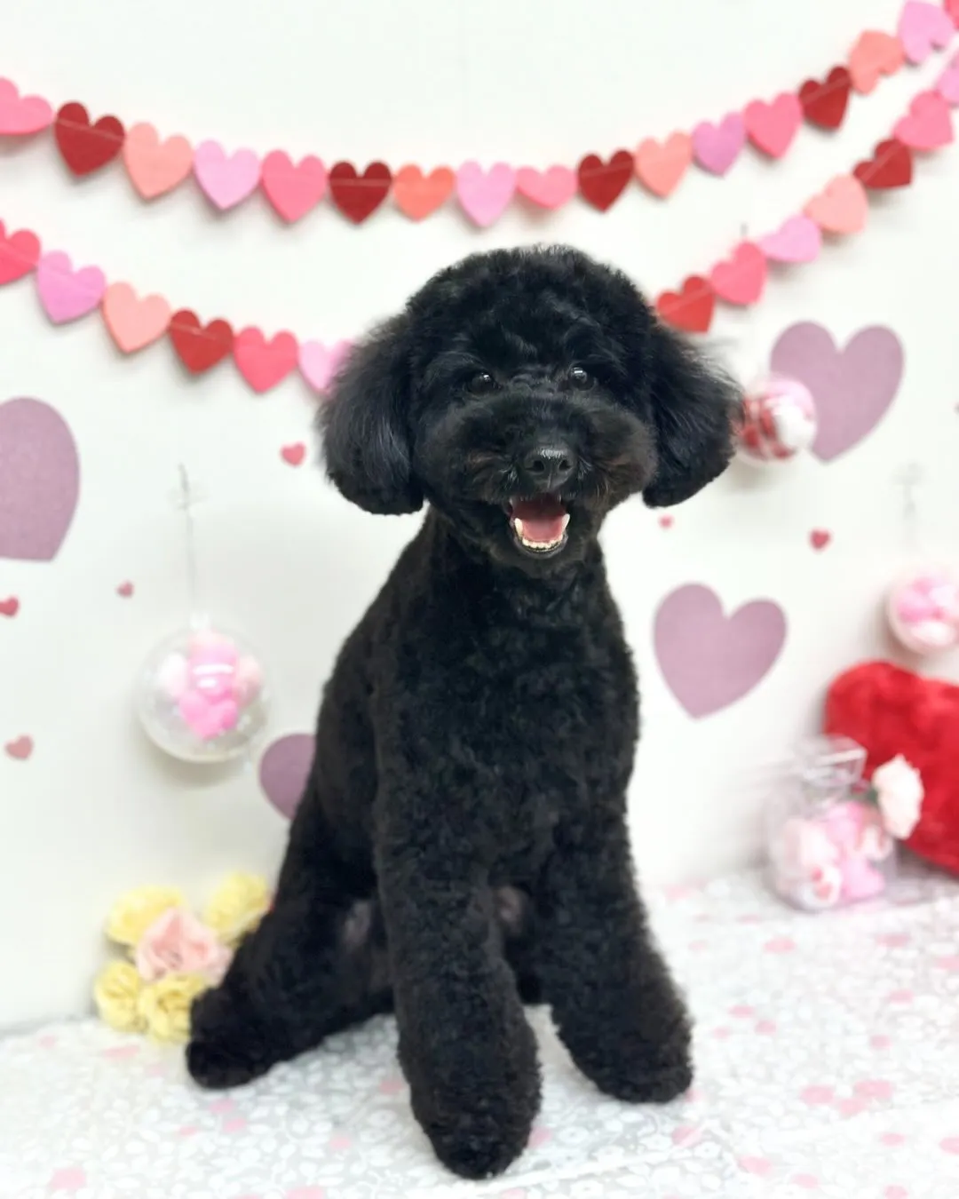 🎀ここちゃん･なぎくん💜