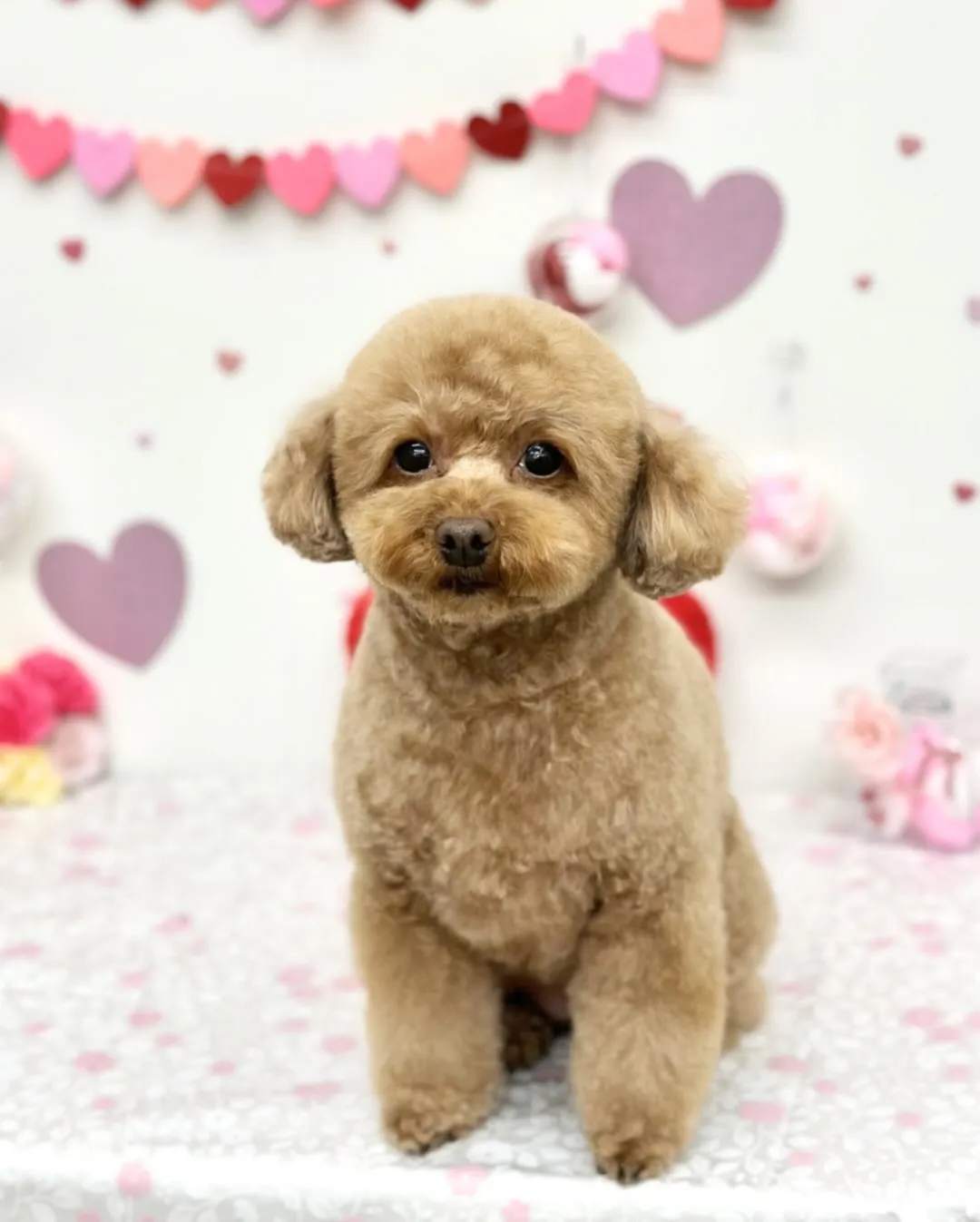 🎀ここちゃん･なぎくん💜