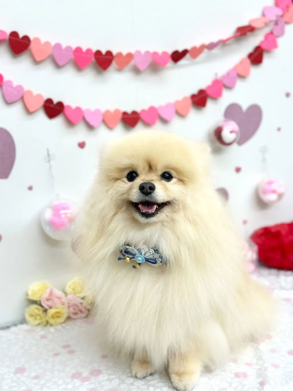 🎀レオンくん🎀