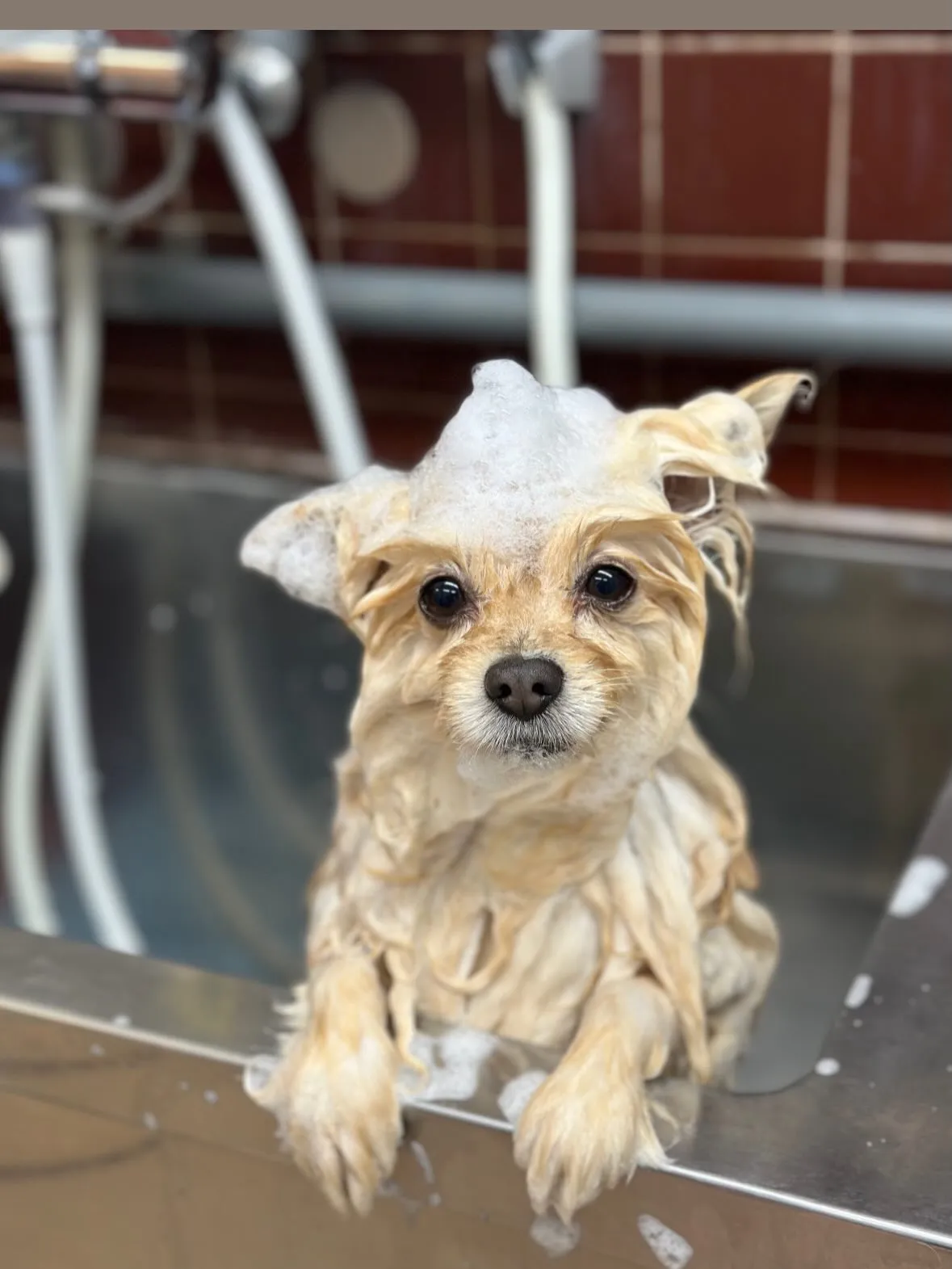 🎀レオンくん🎀