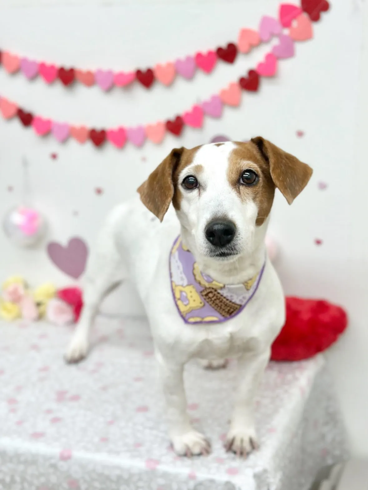 🎀ララちゃん🎀