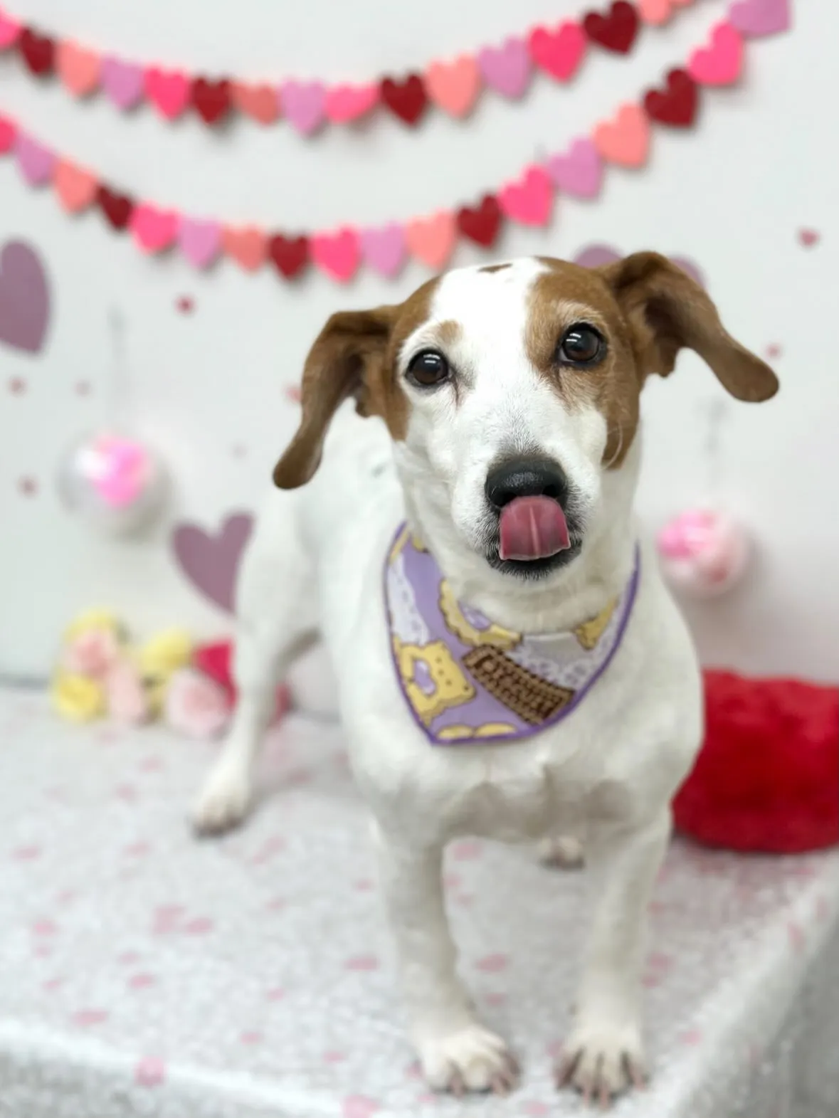 🎀ララちゃん🎀