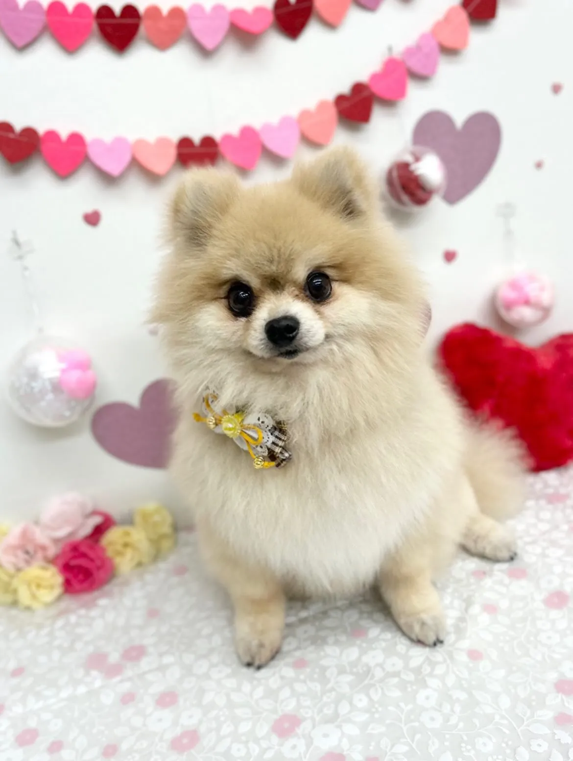 🧸くっきーくん🎀