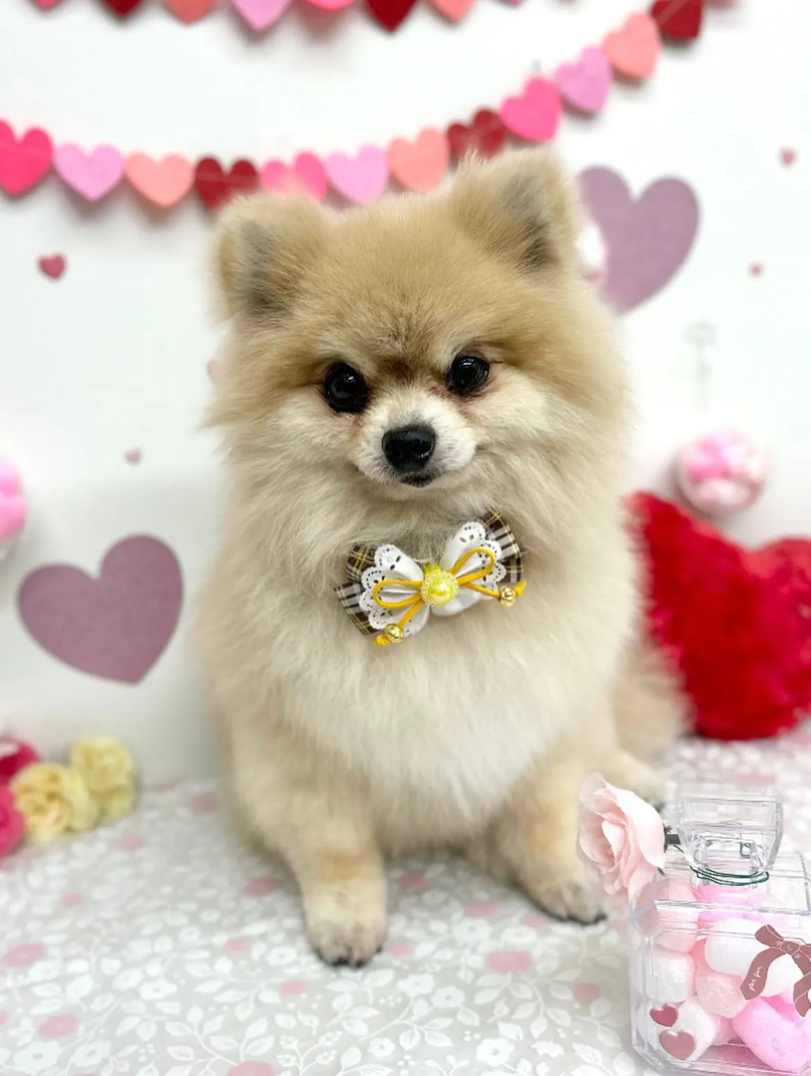 🧸くっきーくん🎀