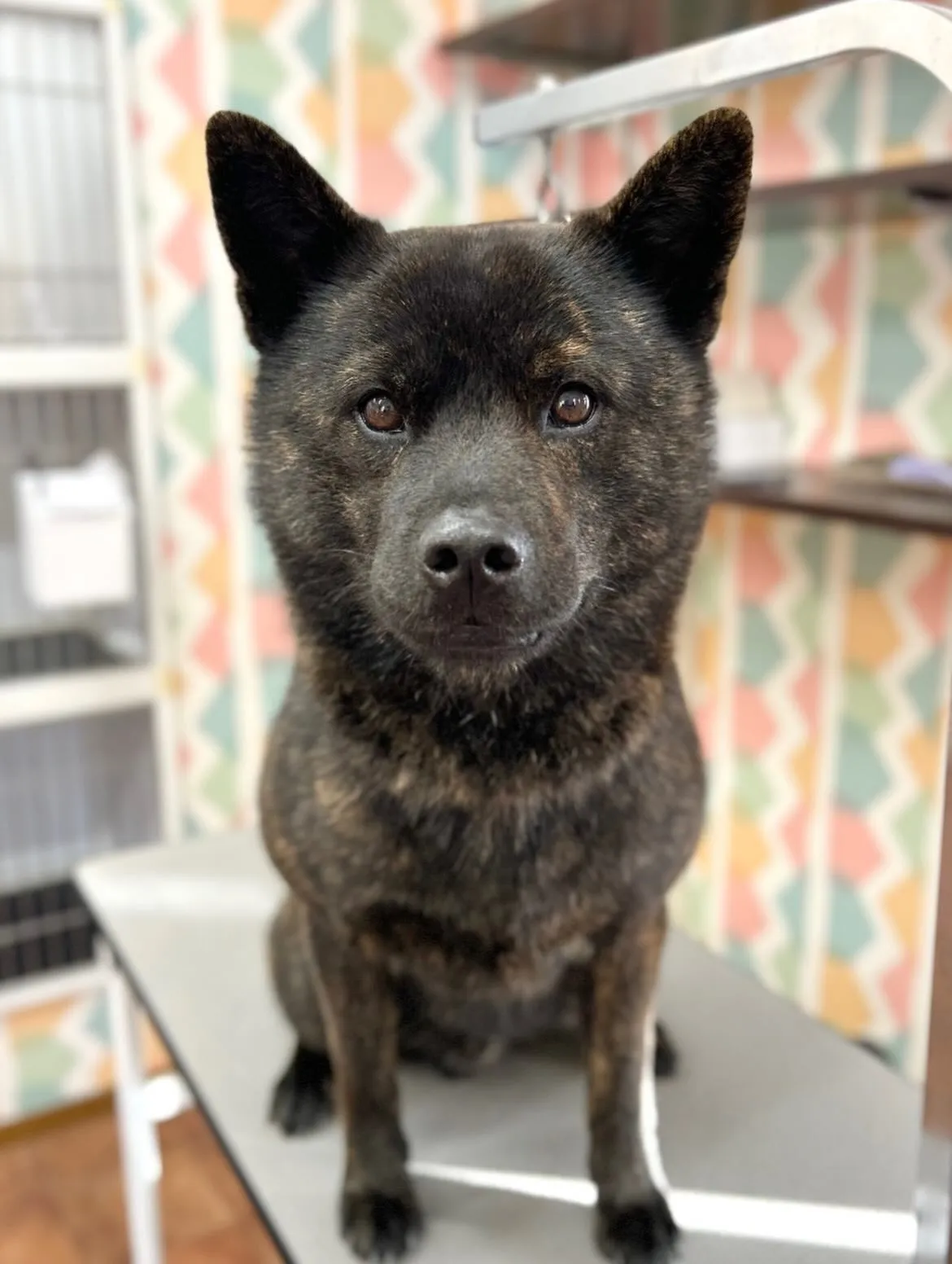 🌸りゅうくん🌸