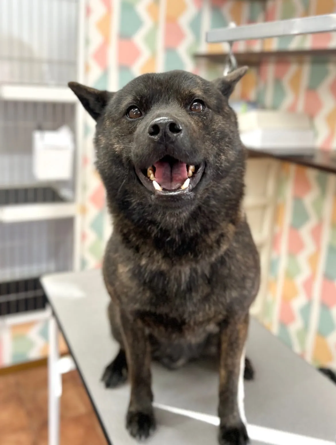 🌸りゅうくん🌸