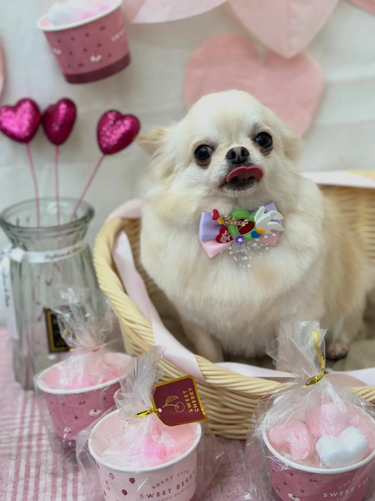 お耳が隠れちゃうおこげちゃん🌸🎀