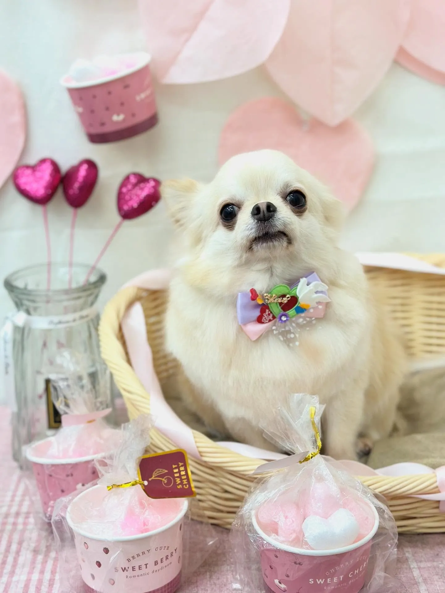 お耳が隠れちゃうおこげちゃん🌸🎀