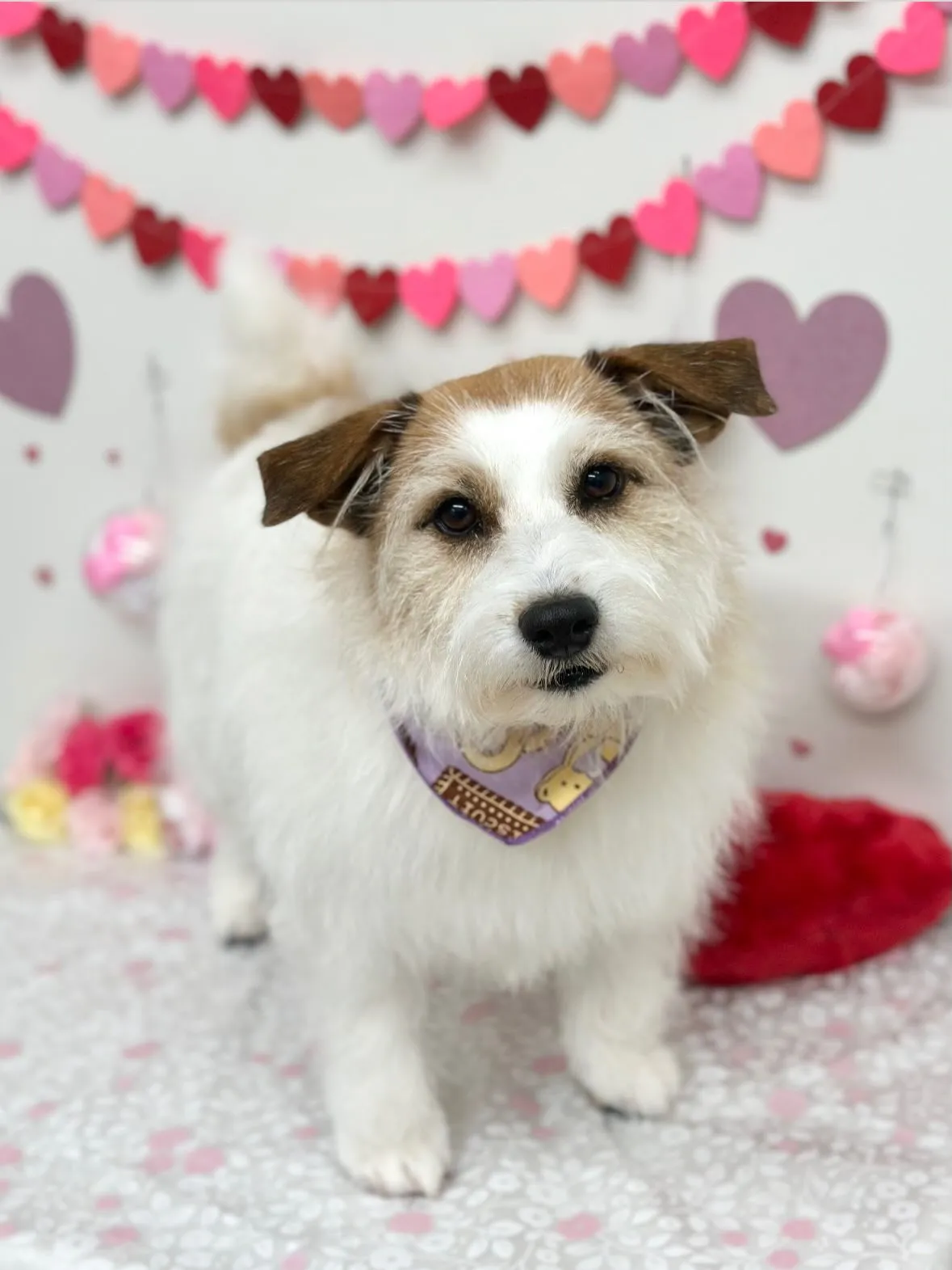 🎀フレアちゃん🎀