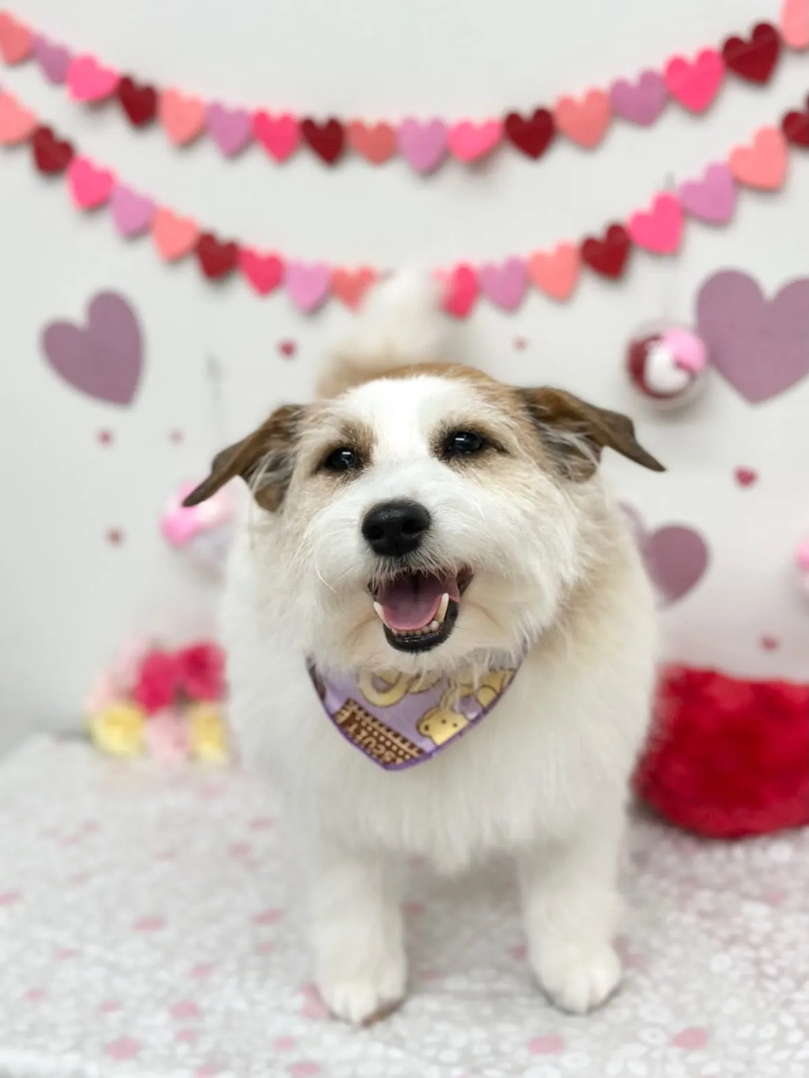 🎀フレアちゃん🎀