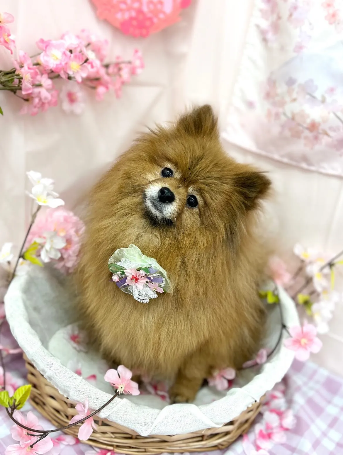 🌸こはくちゃん🌸