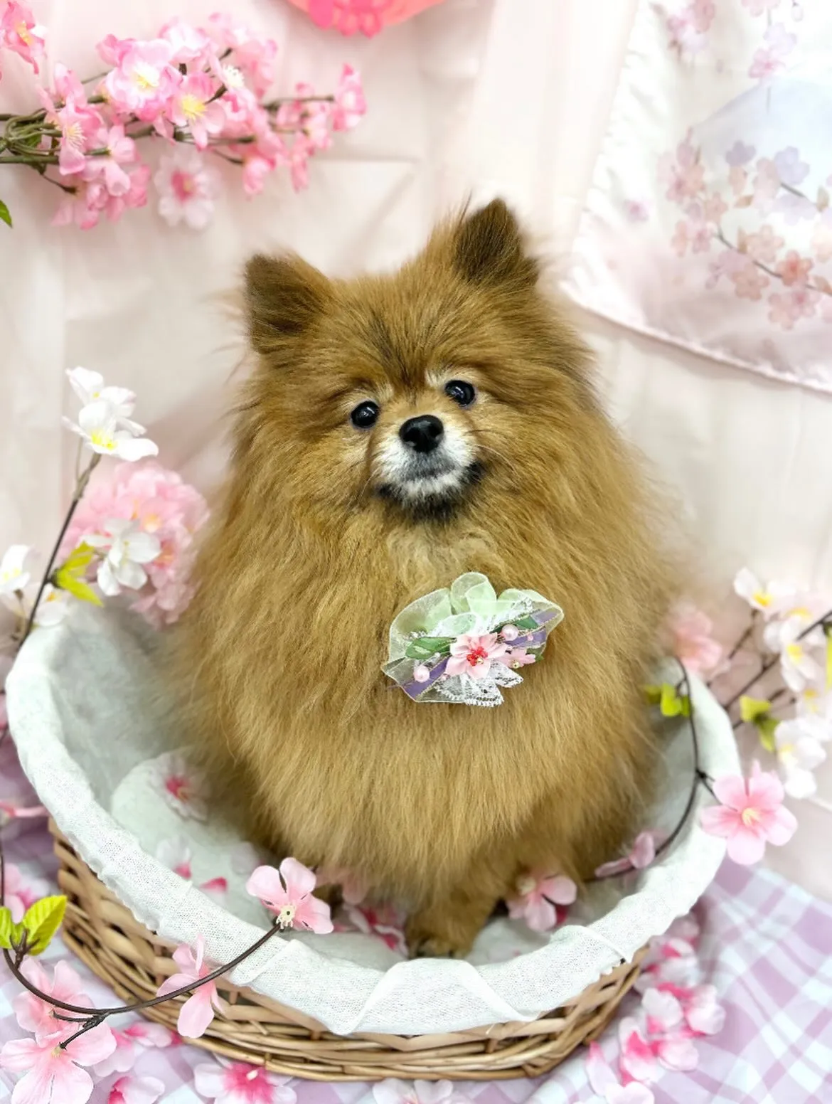 🌸こはくちゃん🌸