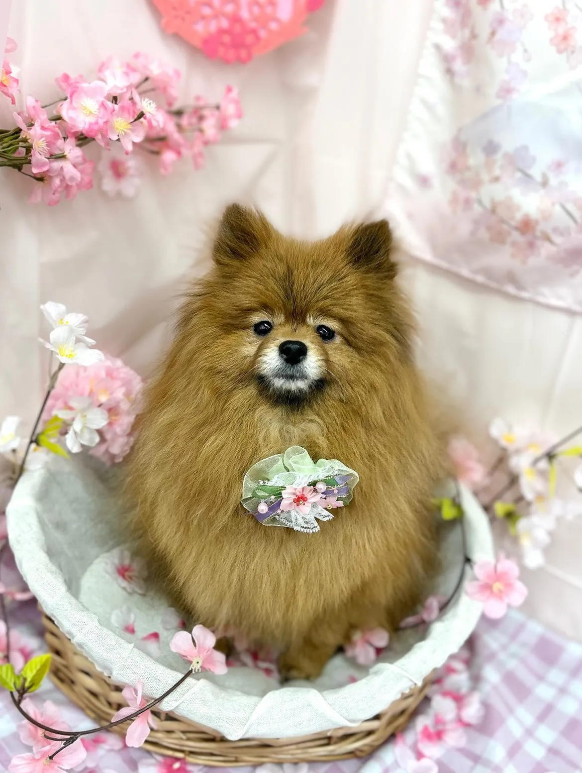 🌸こはくちゃん🌸