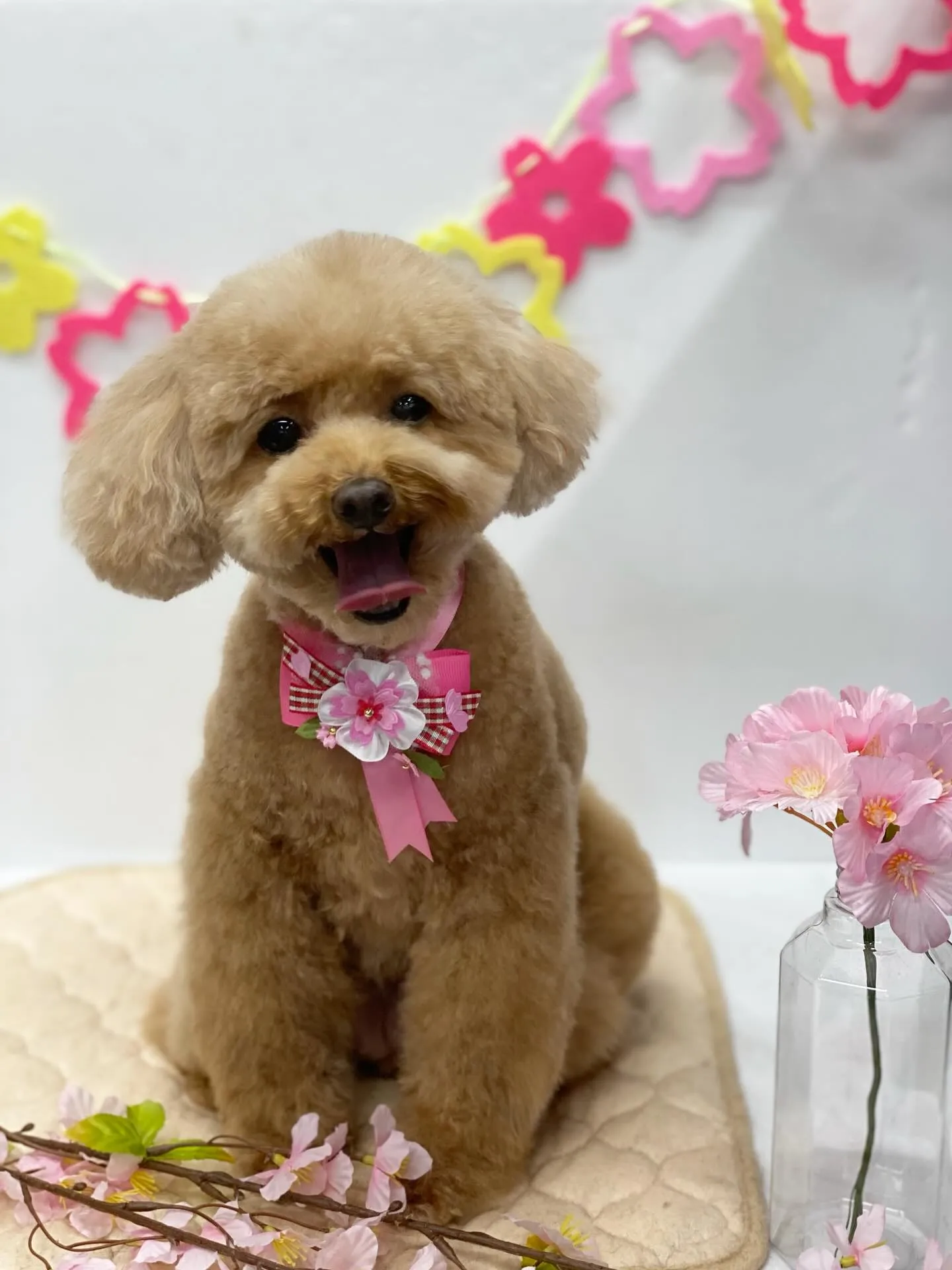 プリンちゃん💓